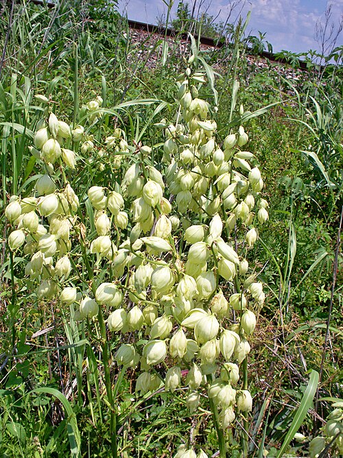 Arkansas yucca (Yucca arkansana)