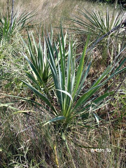 Arkansas yucca: Yucca arkansana