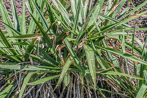 Arkansas yucca: Yucca arkansana in Christchurch Botanic Gardens in Christchurch, Canterbury Region, New Zealand