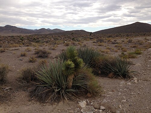 Joshua tree: Joshua Tree and other Yuccas along Nevada State Route 375 about 43.4 miles south of the Nye County Line in Lincoln County, Nevada