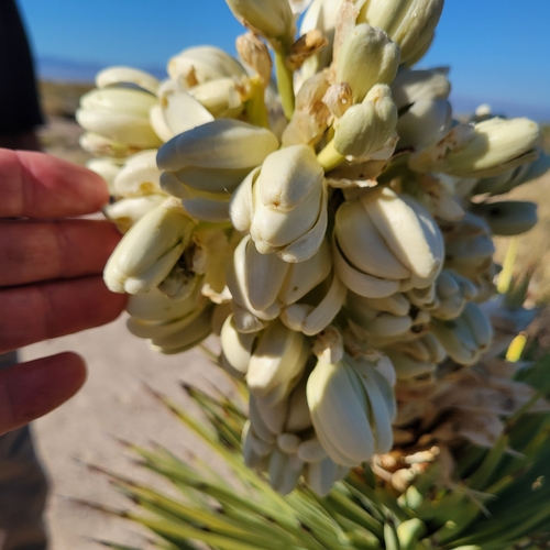 Joshua tree