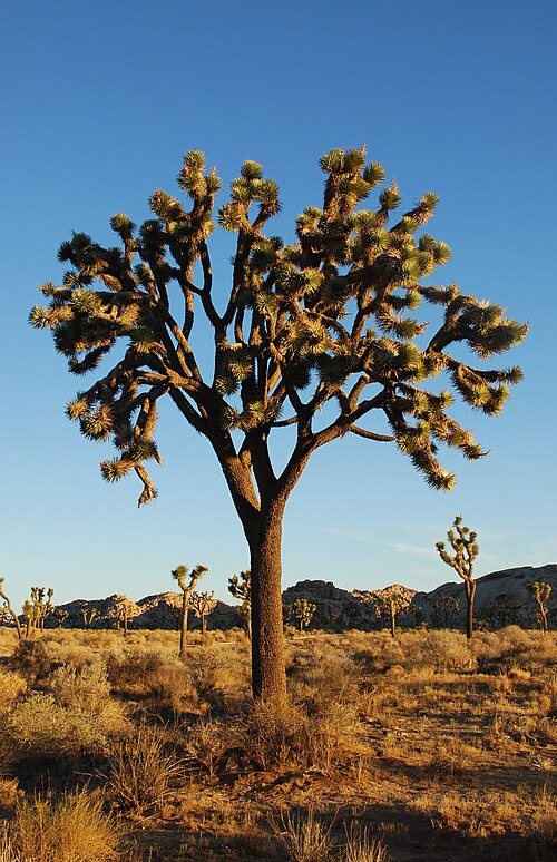 Joshua tree: Joshua Trees ( Yucca brevifolia ) at sunrise in Joshua Tree National Park near Hidden Valley Campground