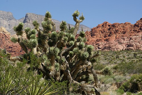 Joshua tree: Joshua tree (Yucca brevifolia) at Red Rock Canyon, Nevada, USA