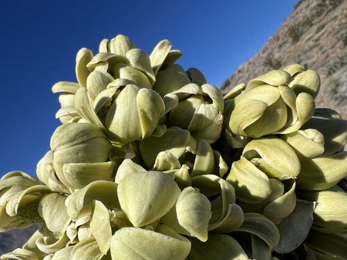 Joshua tree (Yucca brevifolia)