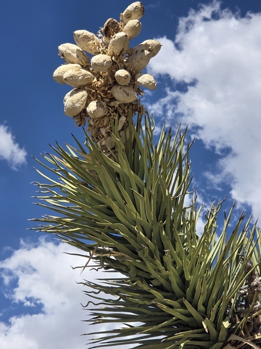 Joshua tree (Yucca brevifolia)