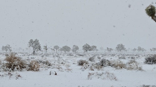 Joshua tree (Yucca brevifolia)