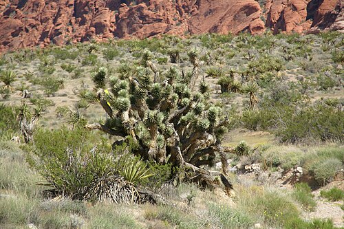 Joshua tree: Joshua tree (Yucca brevifolia) at Red Rock Canyon, Nevada, USA