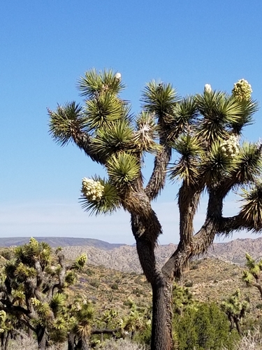 Joshua tree (Yucca brevifolia)