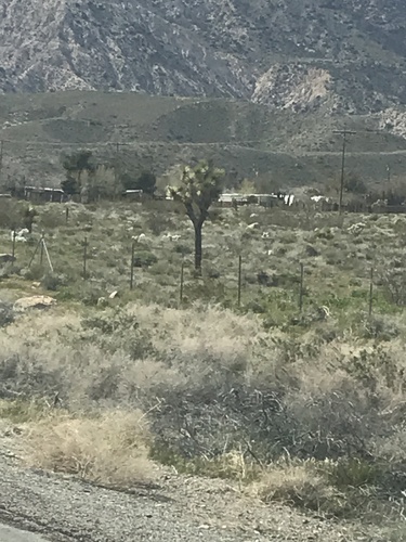 Joshua tree (Yucca brevifolia)
