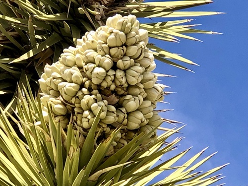 Joshua tree (Yucca brevifolia)