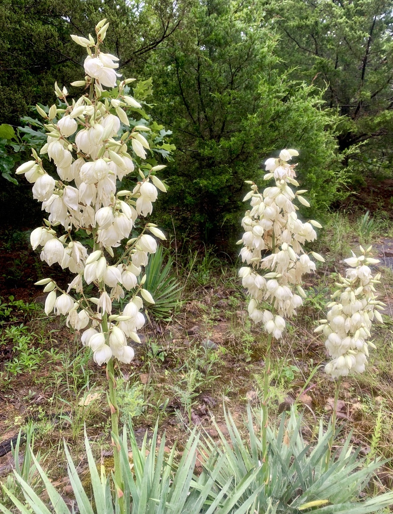 Adam's needle (Yucca filamentosa)