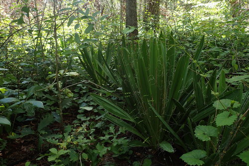 Adam's needle (Yucca filamentosa)