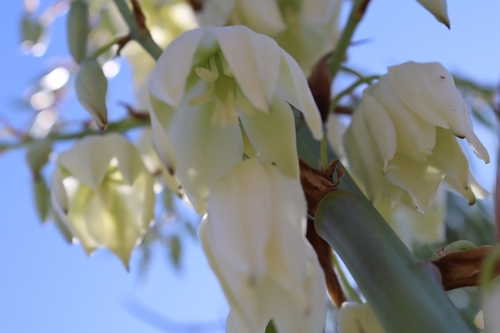 Adam's needle (Yucca filamentosa)
