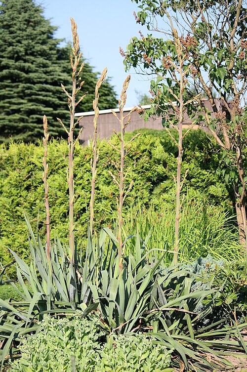 Adam's needle (Yucca filamentosa)