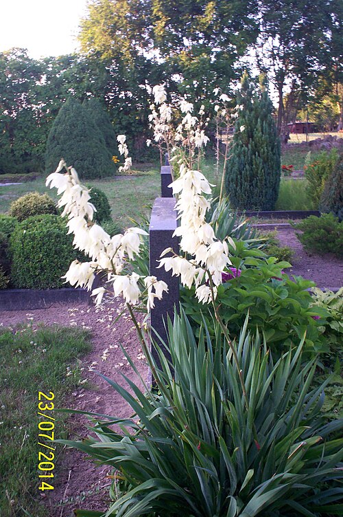 Adam's needle: Yucca on the church yard in Banzendorf
