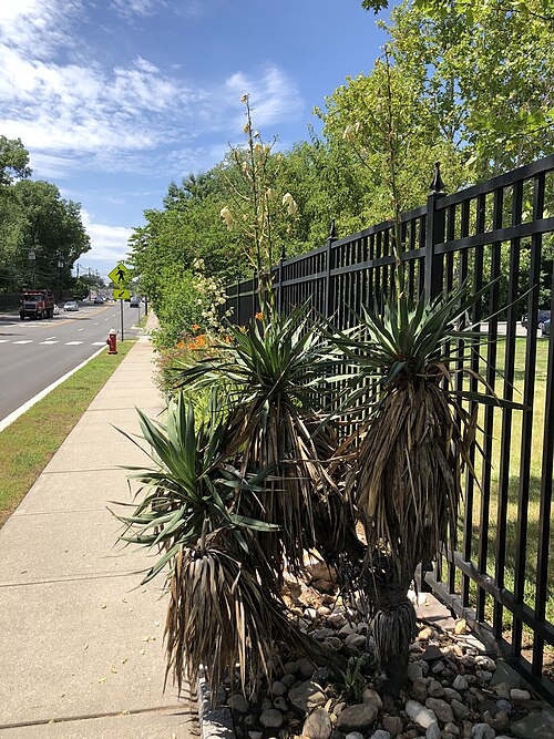 Adam's needle: A yucca along New Jersey State Route 439 (North Avenue) near New Jersey Route 82 (Morris Avenue) at Kean University in Union Township, Union County, New Jersey