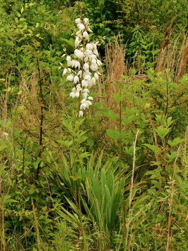 Adam's needle (Yucca filamentosa)