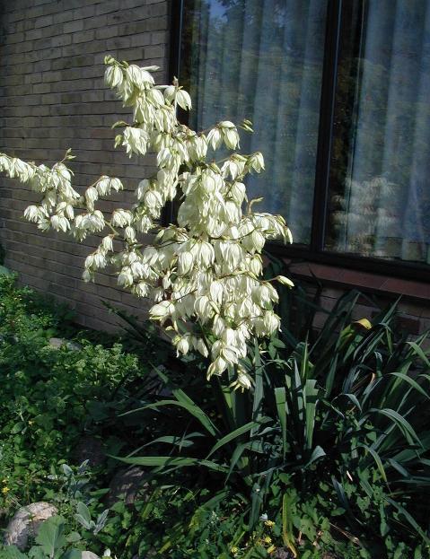 Adam's needle: Yucca filamentosa