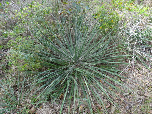 Adam's needle (Yucca filamentosa)