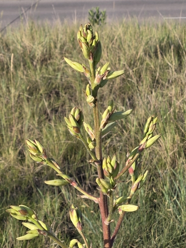 Adam's needle (Yucca filamentosa)