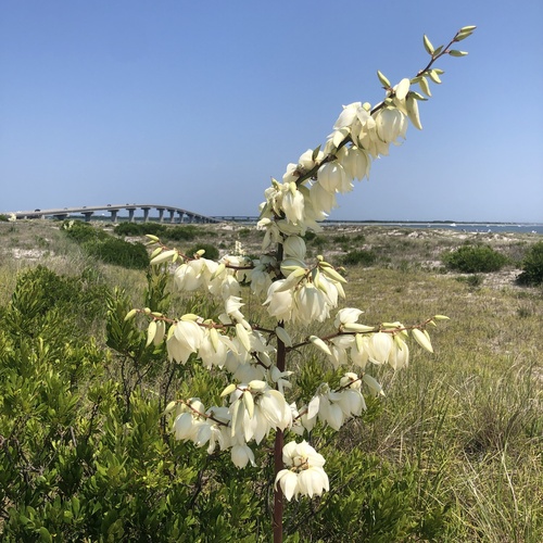 Adam's needle (Yucca filamentosa)