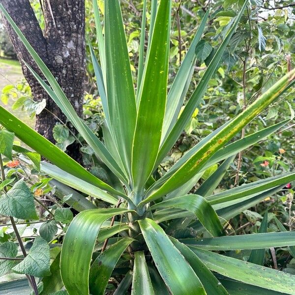 Spineless yucca (Yucca gigantea)