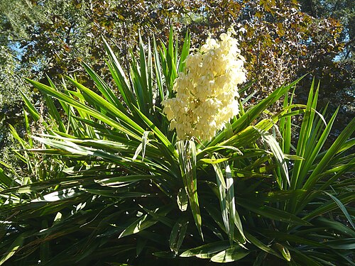 Spineless yucca: Yucca elephantipes . Real Jardín Botánico de Madrid
