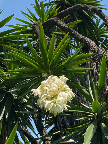 Spineless yucca (Yucca gigantea)