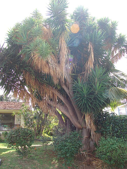 Spineless yucca: Yucca sp. (habit). Location: Maui, Pukalani