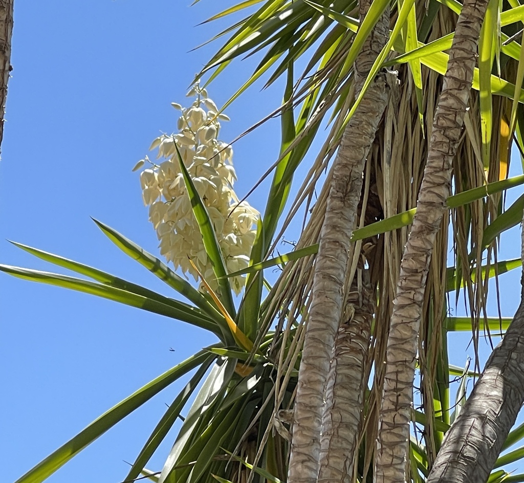 Spineless yucca (Yucca gigantea)