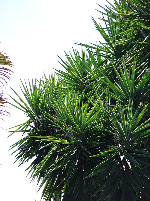 Spineless yucca: Yucca sp. (leaves). Location: Maui, Pukalani