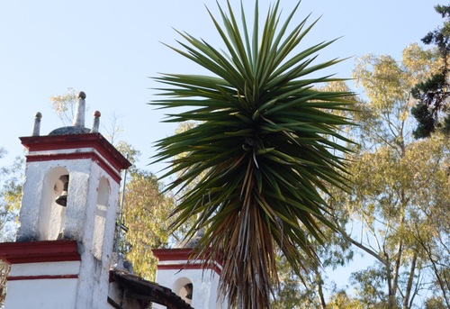 Spineless yucca (Yucca gigantea)