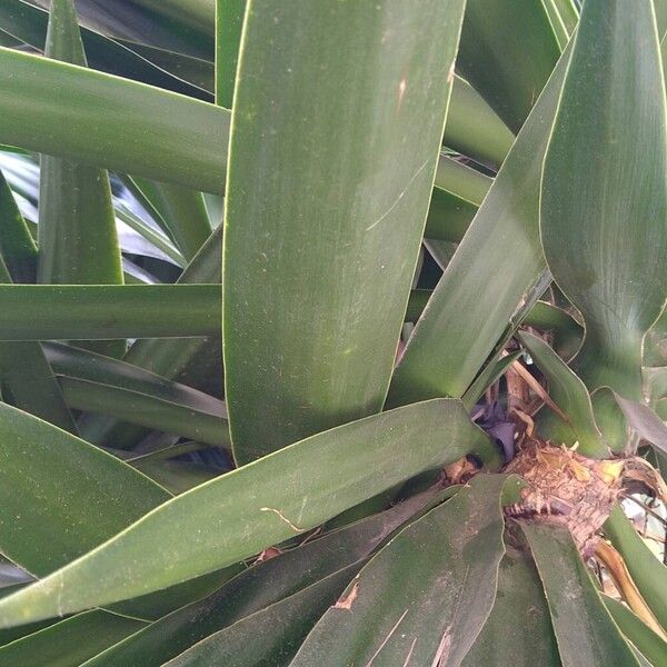 Spineless yucca (Yucca gigantea)