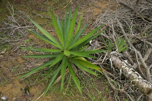 Spineless yucca (Yucca gigantea)