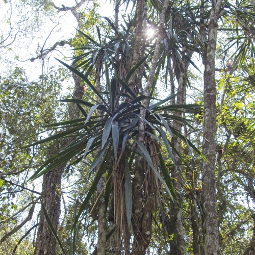 Spineless yucca (Yucca gigantea)
