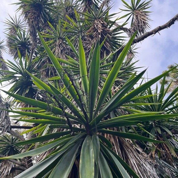 Spineless yucca (Yucca gigantea)