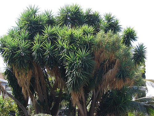 Spineless yucca: Yucca sp. (habit). Location: Maui, Pukalani