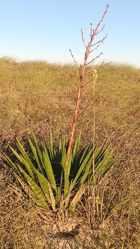 Moundlily yucca (Yucca gloriosa)