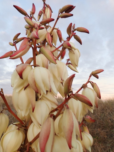 Moundlily yucca (Yucca gloriosa)