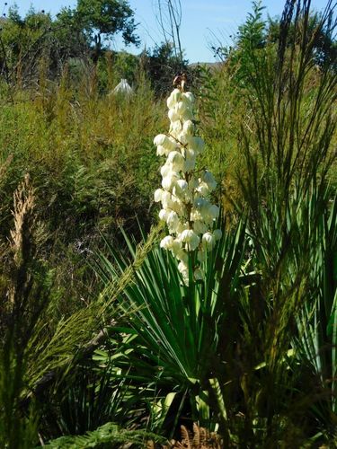Moundlily yucca (Yucca gloriosa)