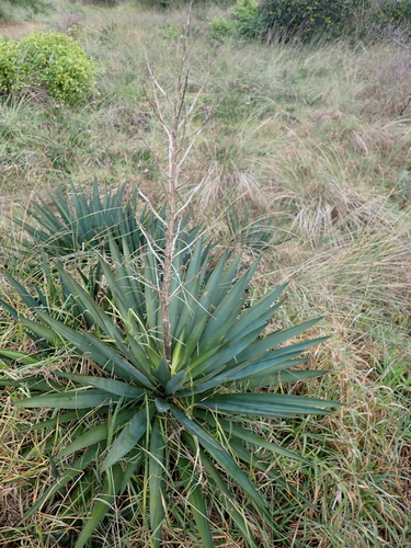 Moundlily yucca (Yucca gloriosa)