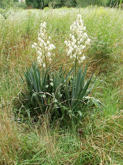 Moundlily yucca: Palmlilie ( Yucca gloriosa") am Tierfriedhof Saarbrücken