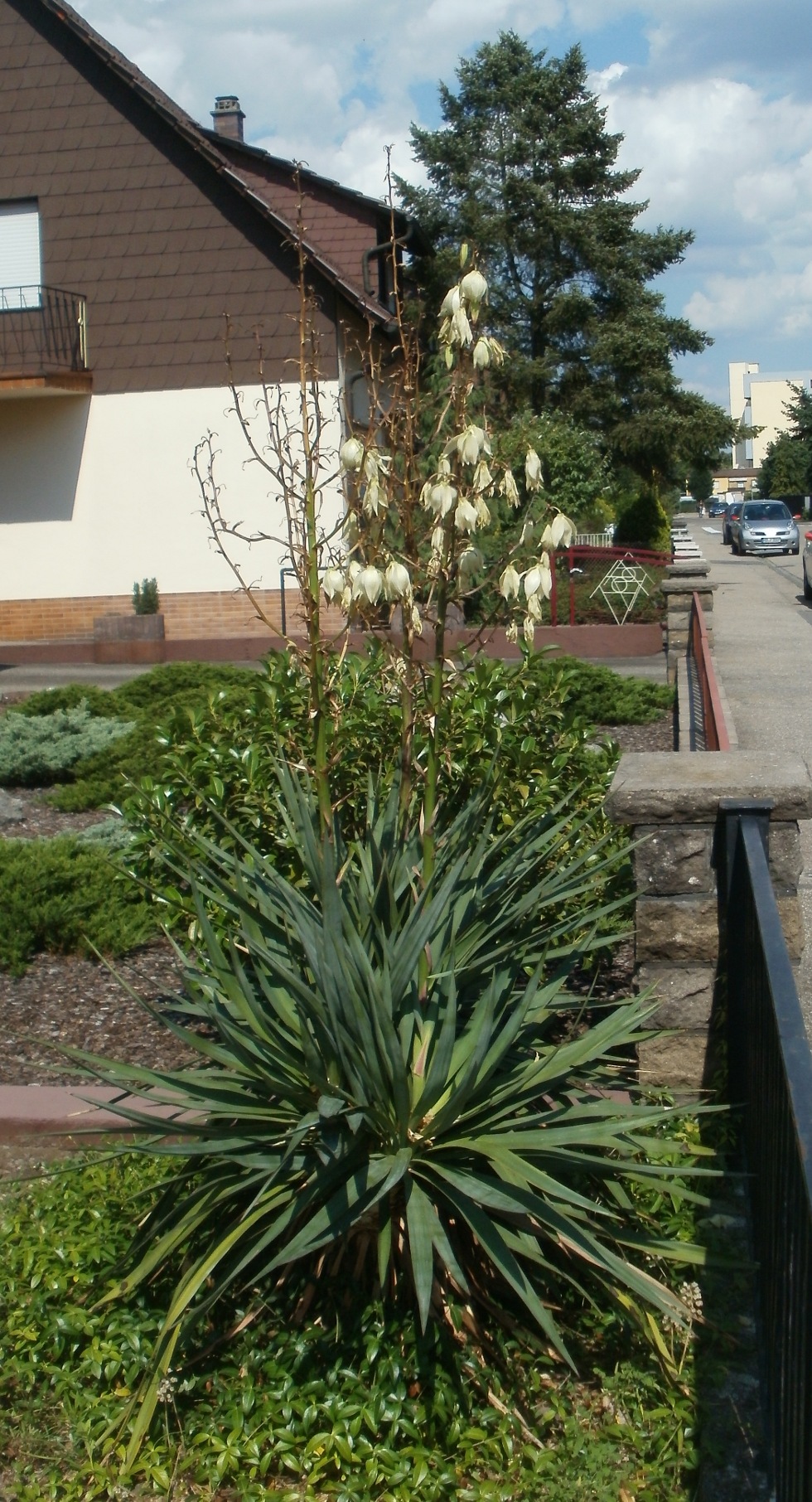 Moundlily yucca: Palmlilie in einem Vorgarten in Hockenheim