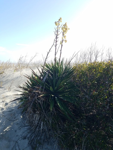 Moundlily yucca (Yucca gloriosa)