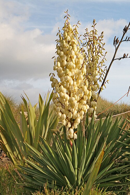 Moundlily yucca: Kerzen-Palmlilie (auch Blaue Kerzenpalmlilie und Spanischer Dolch genannt), eine Unterart von Palmlilien (Yucca). Die Pflanze mit einer Höhe bis zu 1,80 Meter w