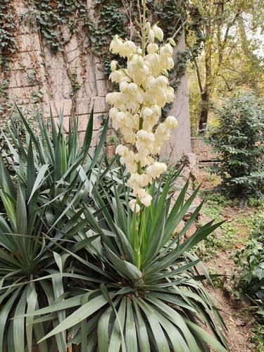 Moundlily yucca (Yucca gloriosa)