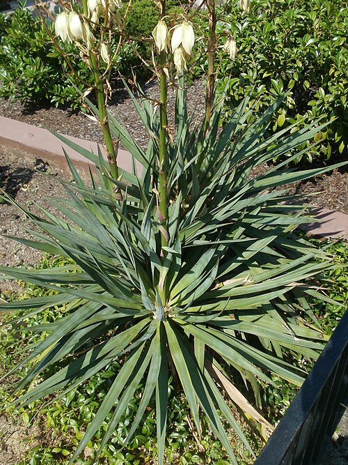 Moundlily yucca: Palmlilie in einem Vorgarten in Hockenheim