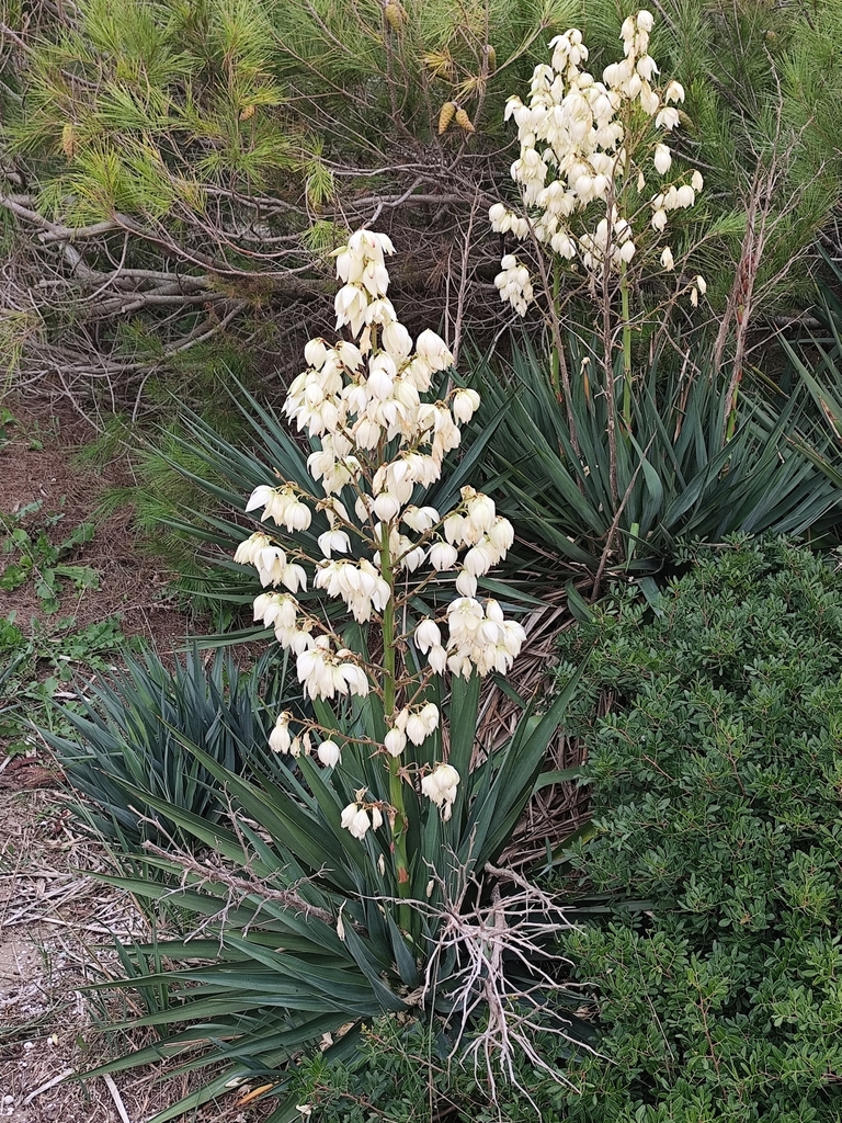 Moundlily yucca (Yucca gloriosa)