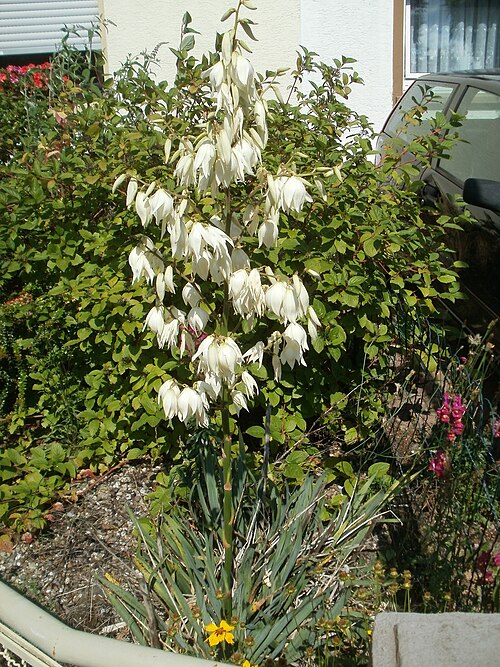 Moundlily yucca: Palmlilie ( Yucca gloriosa ) in einem Vorgarten in Hockenheim
