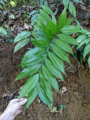 Zamia acuminata (Zamia acuminata)